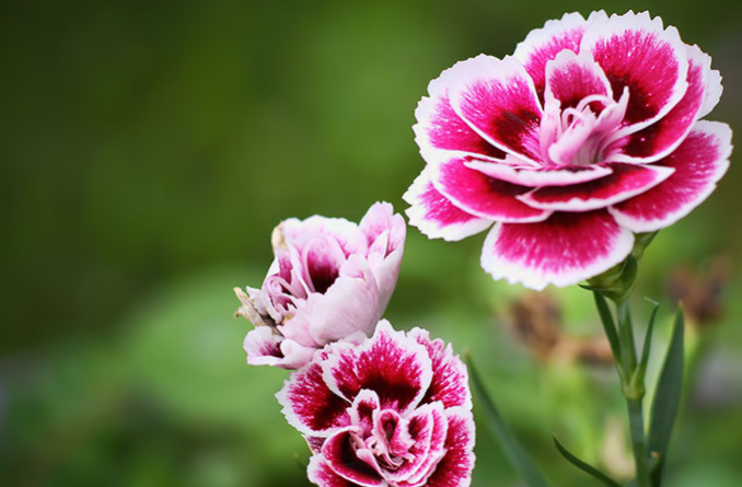Kỹ thuật trồng và chăm sóc hoa cẩm chướng trong chậu