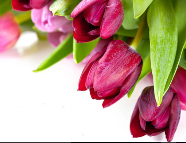 Hướng dẫn kỹ  thuật trồng hoa tulip