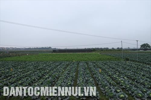 190114 rau an toan van duc 2