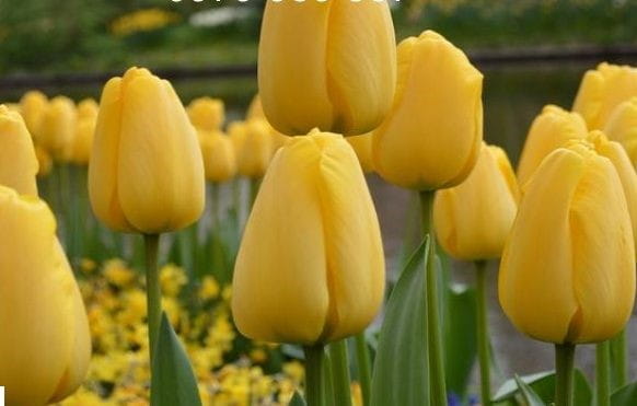 190419 8 giong hoa tulip 7