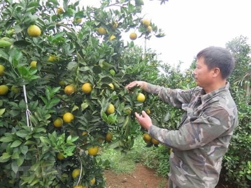 70819 hoa binh mo rong dien tich caq