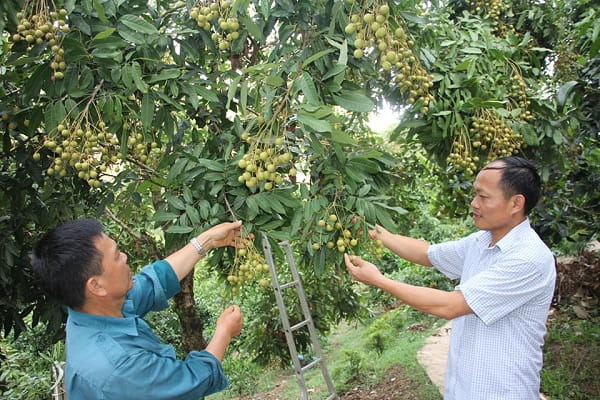 80219 nganh hoi nhan song ma 3