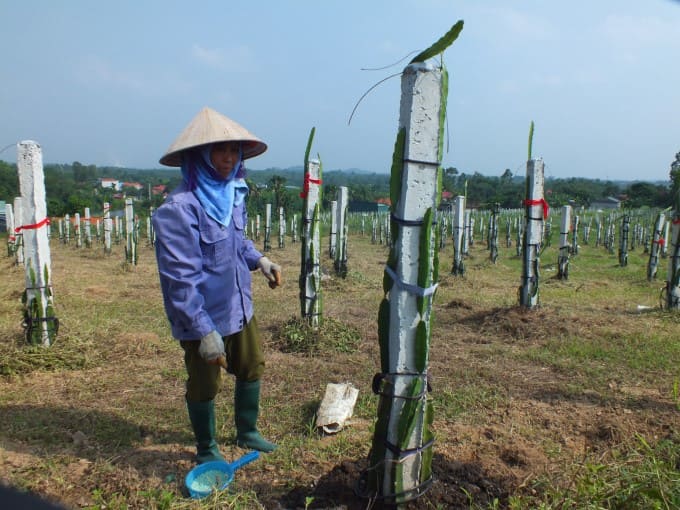 110520 vinh phuc kich cau sx thanh long 2