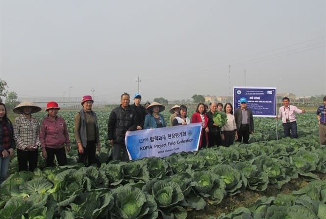 11320 giong bap cai cl cao 1