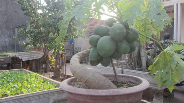 11320 hoa cay canh thu nghin ty 4