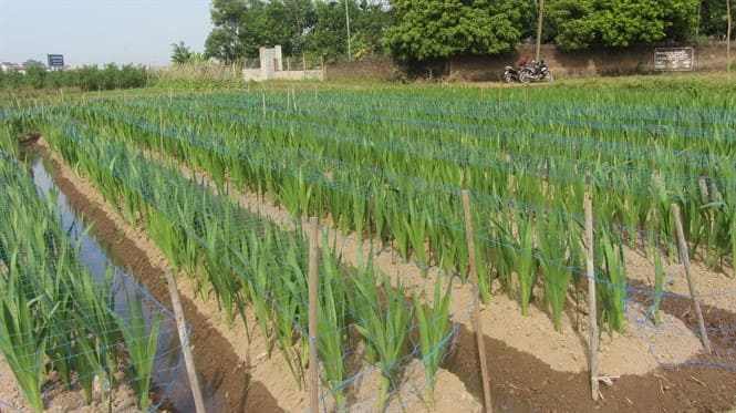 92420 sinh vat canh Bac Giang 1