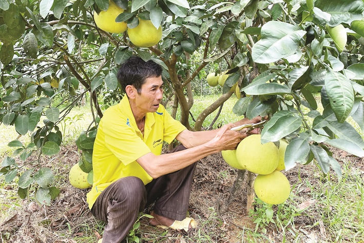 92520 hoi sinh nhung mua buoi ngot 2