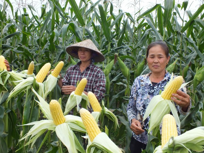 32421 tiem nang tu cay dưa 5