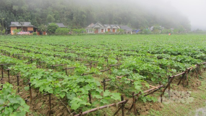 041422 co mot vung rau vi nhu Dalat 2
