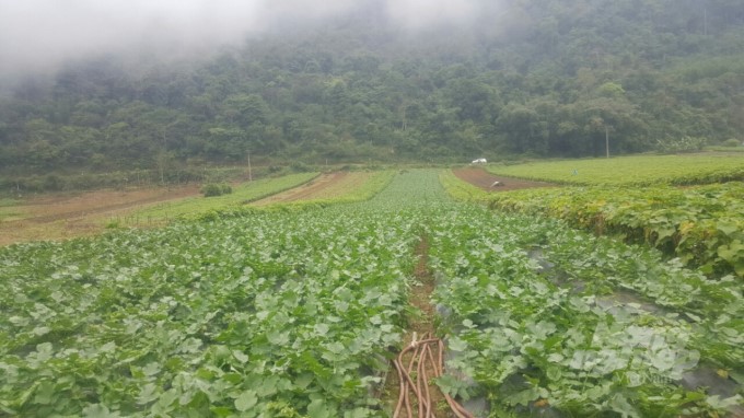 041422 co mot vung rau vi nhu Dalat 3