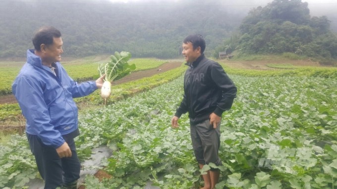 041422 giong cu cai to 1