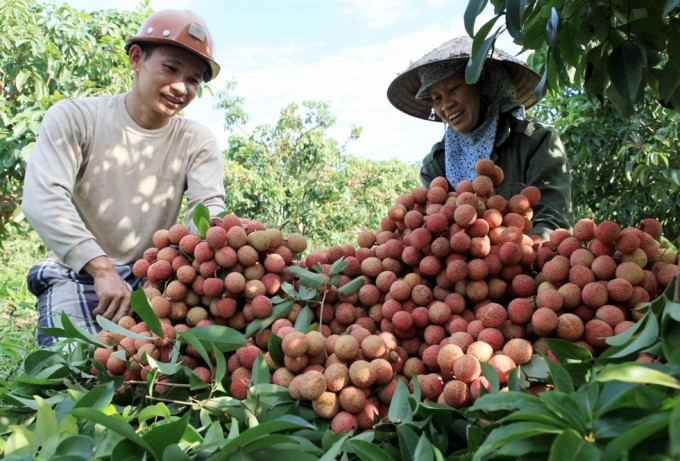 072022 bac giang quyet lam vai huu co 1