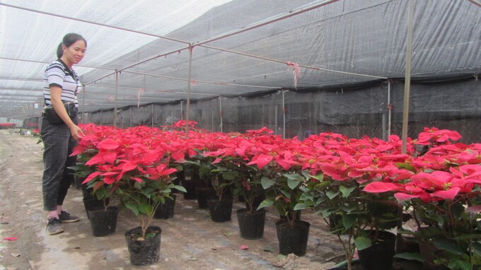 120222 rao quanh thi truong hoa tet 5