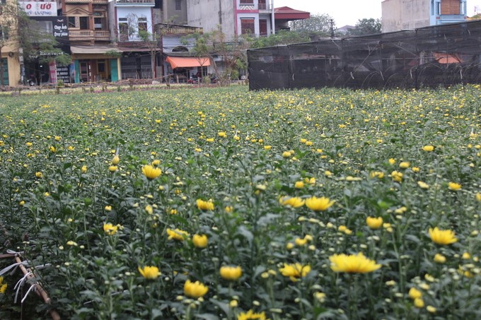 120222 rao quanh thi truong hoa tet 6
