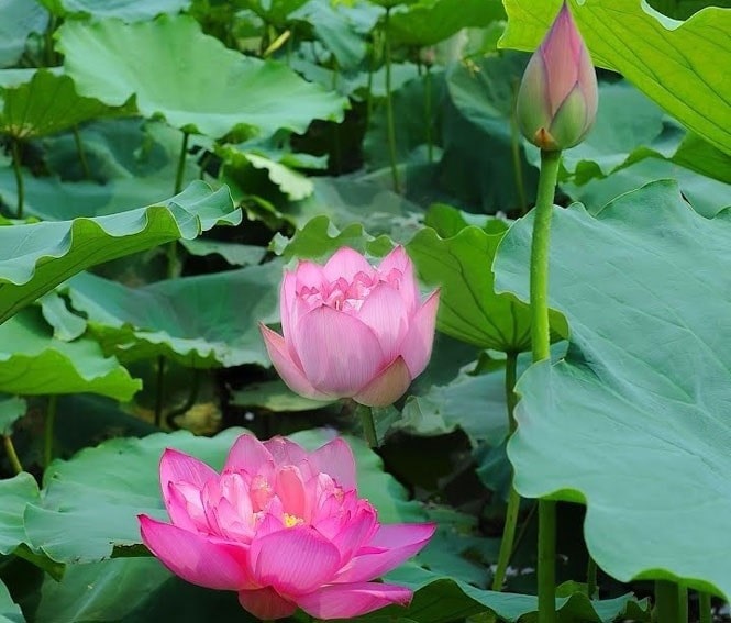 021523 nang cao gia tri sen Dong Thap 1