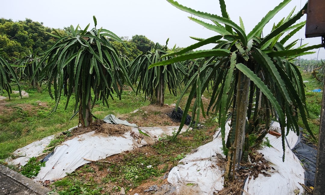 030723 ve noi cung ung 3