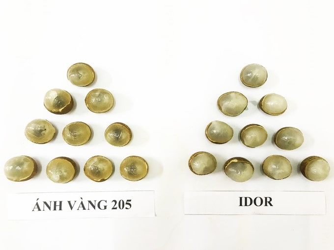 100223 giong nhan moi anh vang 205 2