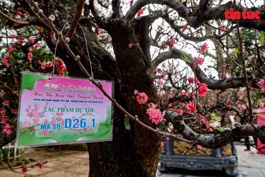 012224 hoi thi dao 6