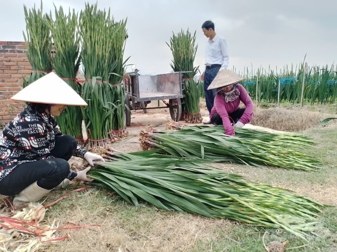 021624 tin vui hoa lay on 3