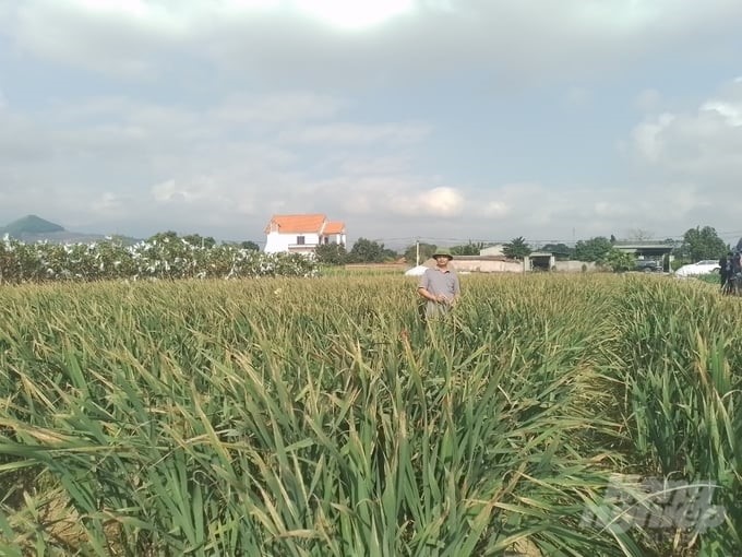 021624 tin vui hoa lay on 4
