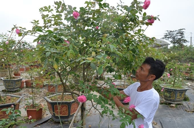 050724 dien tich trong hoa