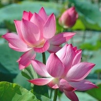 071624 nong lai de xuat hoa sen 1