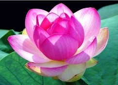 071624 nong lai de xuat hoa sen 4