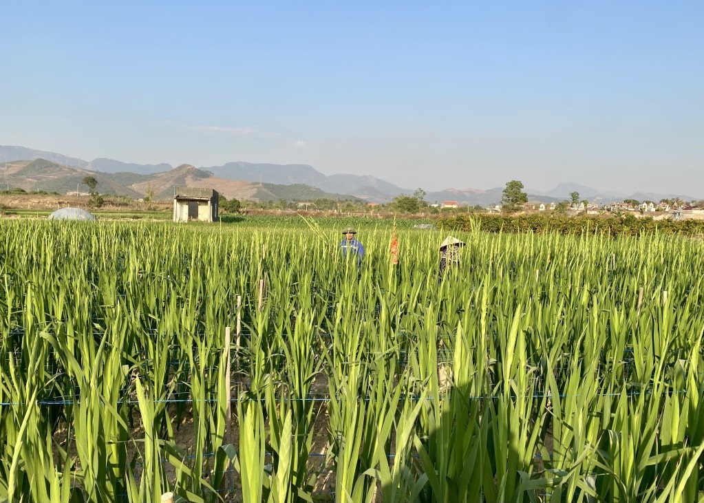 022725 ung dung khcn phat trien hoa dong trieu 1