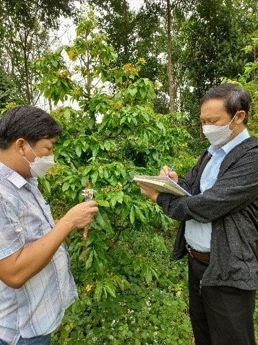 031125 mai vang hue 2