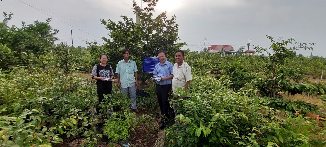 050525 khoi sac mai vang 2