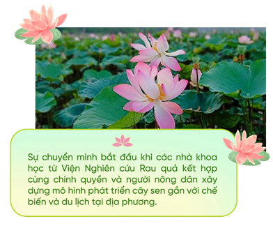 081825 hoa sen vuon minh 2