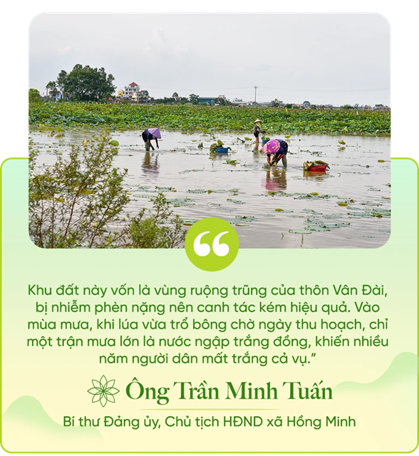 081825 hoa sen vuon minh 6