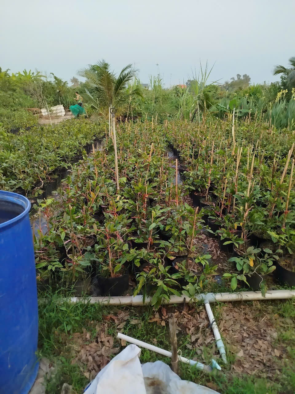 100125 khoi sac mai vang 4