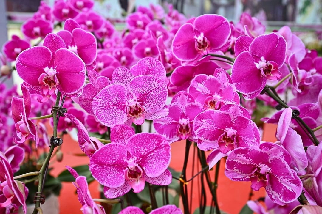 021226 nhung giong hoa lan 4
