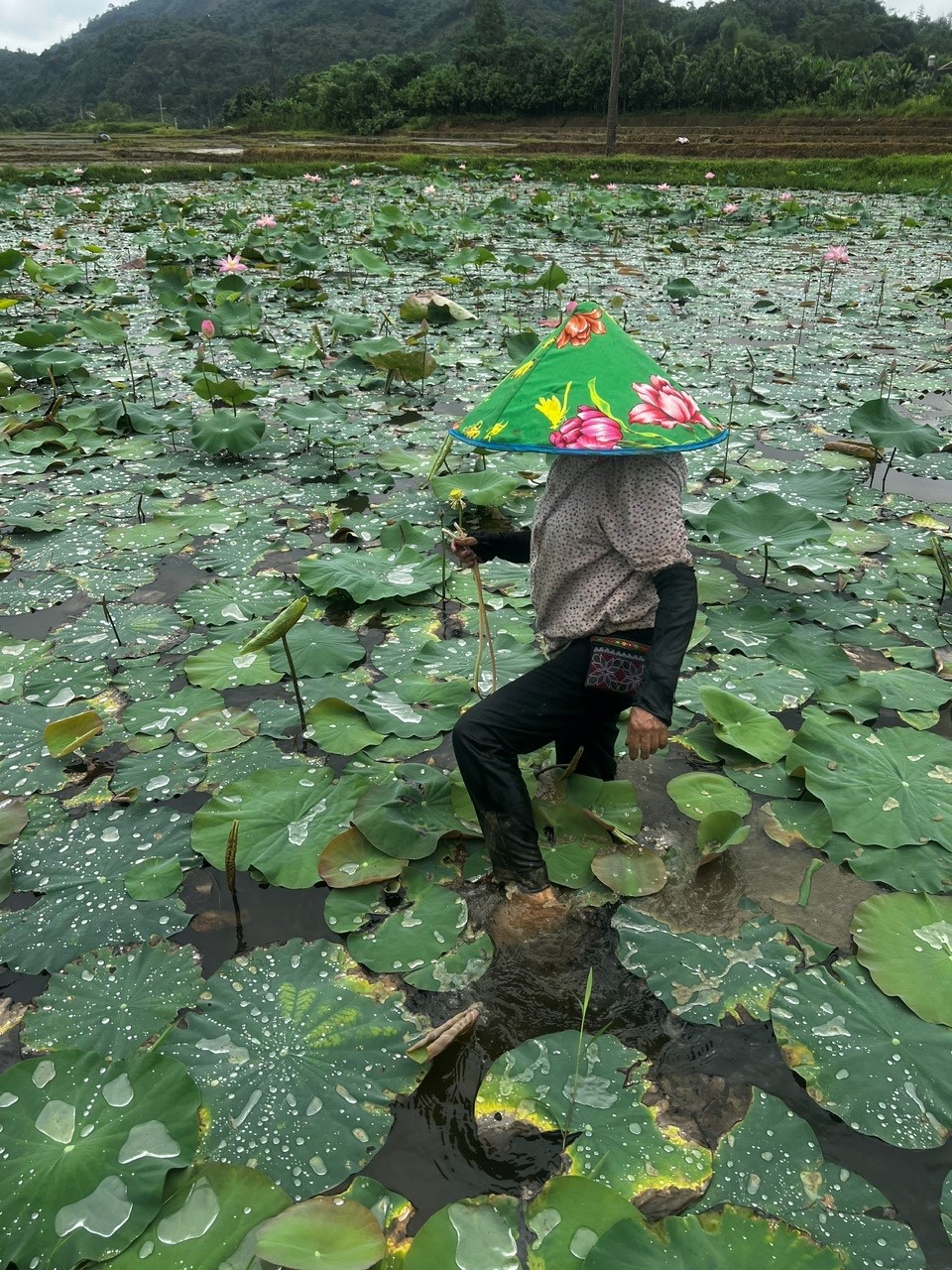 060826 dua khoa hoc vao ruong bac thang 6 .png