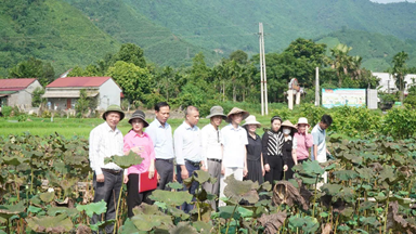 081726 sen ben re vung cao 3
