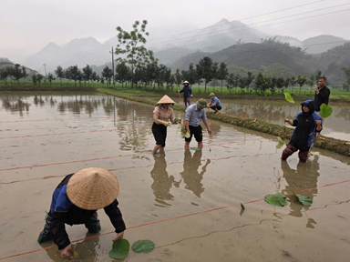 081726 sen ben re vung cao 5