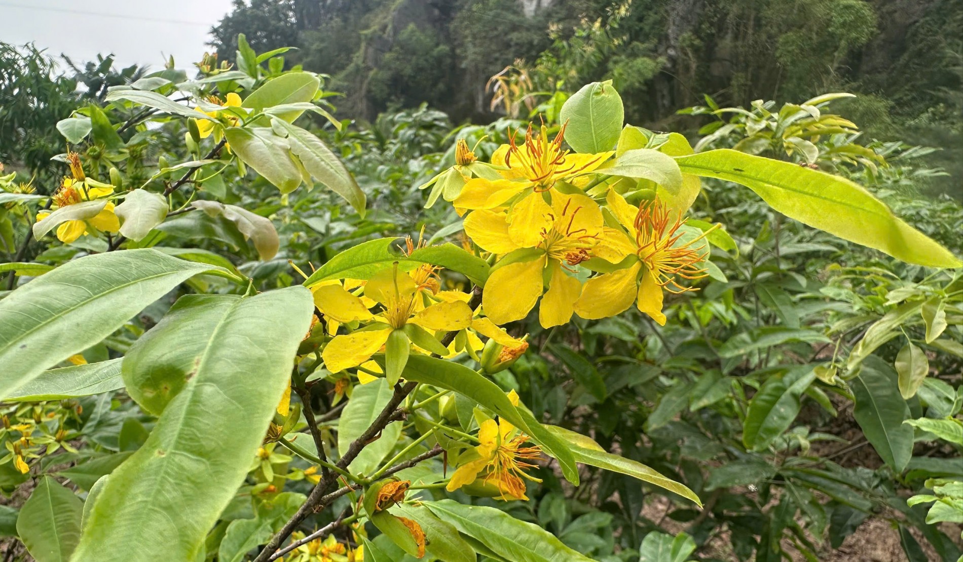 260406 mai vang 2