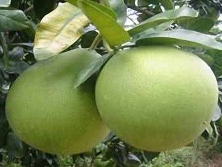 Cng dung buoi theo dong y