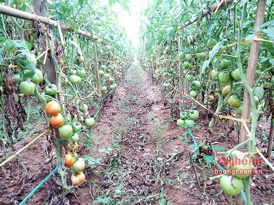 Cà chua ghép Nghệ An ghép trồng