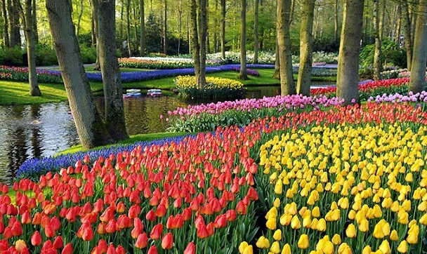 Công viên Keukenhof1