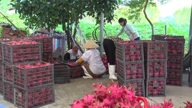 Lap Thach So che phan loai thanh long