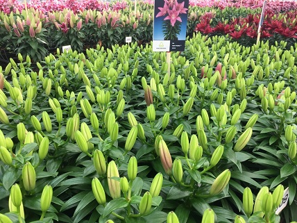 Nhà kính trồng hoa lily tại Hà Lan1