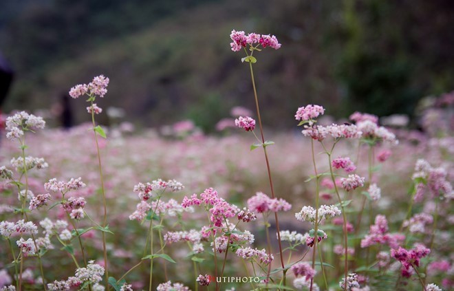 181029 kham pha 5 mua hoa 8
