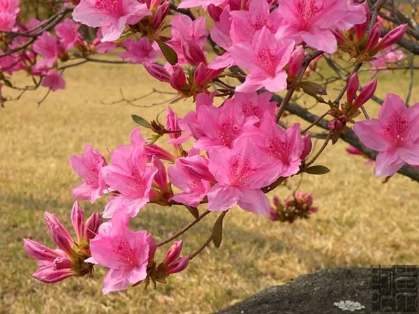 181105 ve dep va y nghia hoa 6.2