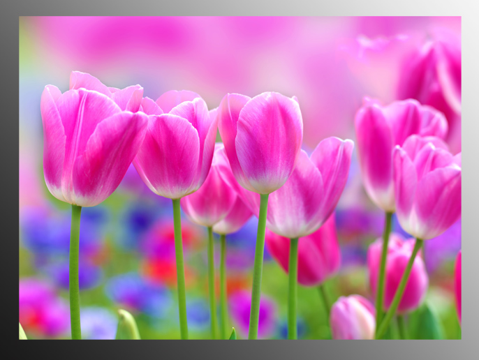3Tranh Trang Tri Hoa Tulip Hong
