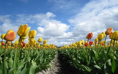 Ha Lan Canh dong tulip