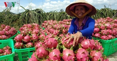 Thanh long la sp