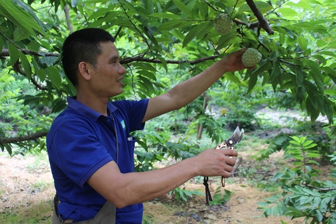 Thu hoach Na