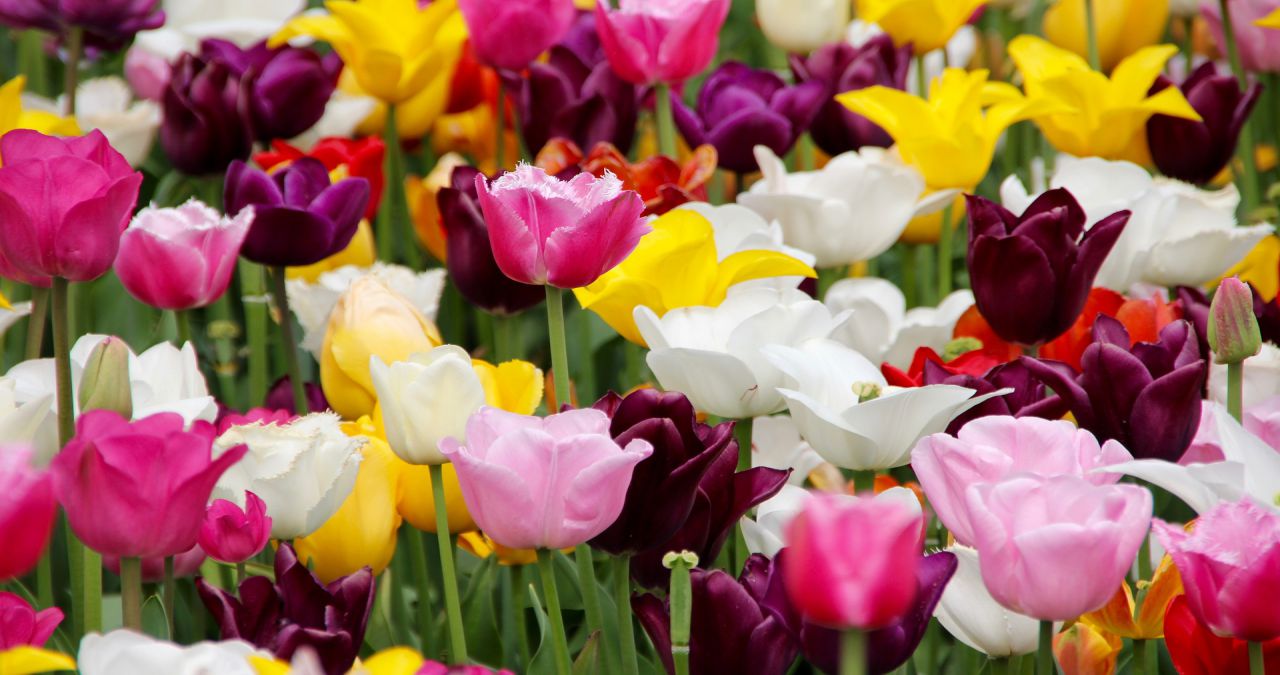 tulips